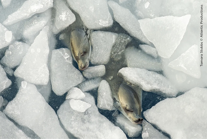 phoques dans la glace de mer